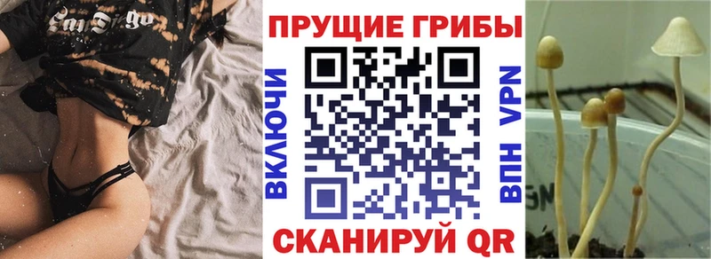 наркотики  Тетюши  ссылка на мегу   Псилоцибиновые грибы Psilocybine cubensis 